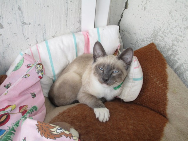 Котовторник наступил!:)