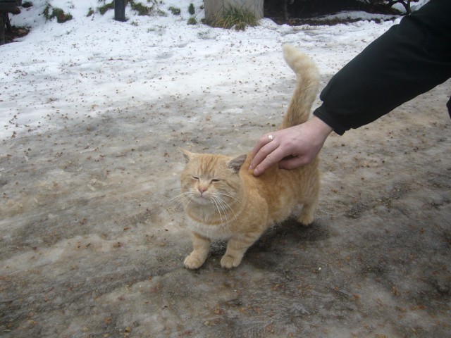 Котовторник 13.10.2015