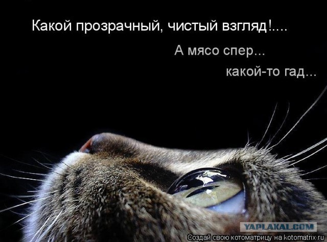 Мир глазами котов