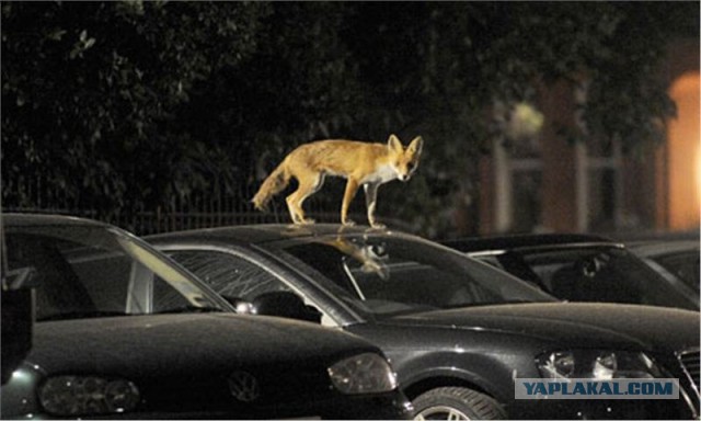 Пять кило веселого «неадеквата»