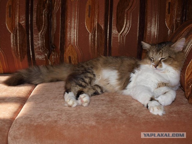 Новый год с котом Антоном