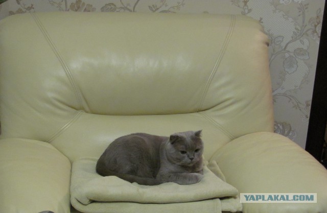 Котовторник 23.02.2016