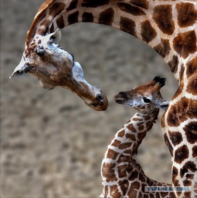 Эти глаза напротив. Калейдоскоп.
