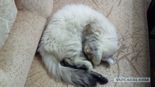 Котовторник 17.05.2016