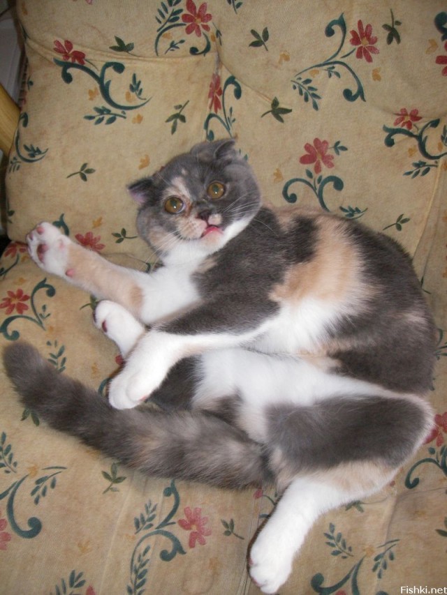 Котомет во вторник (11.12.2007)