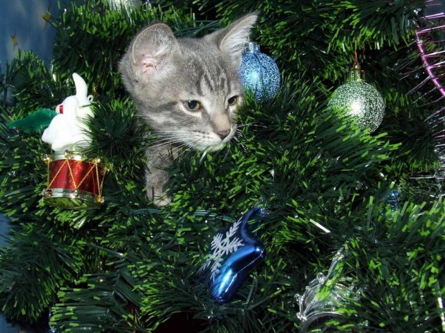 Котовторник: лента прикольных котов на 05.02!