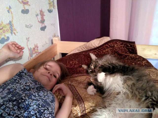 Котовторник 20.09.2016