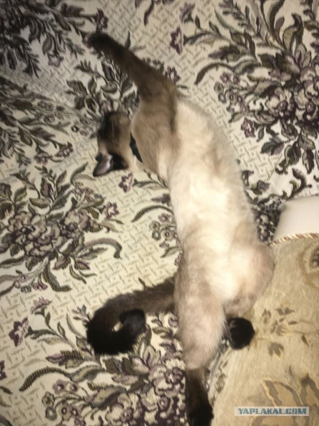 Кыся спииит, Кыся хороооший...