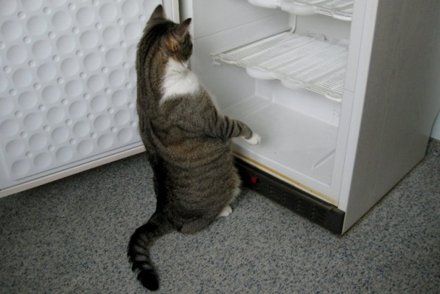 Коты из сети