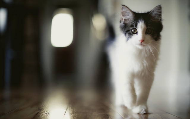 Коты и Кошки