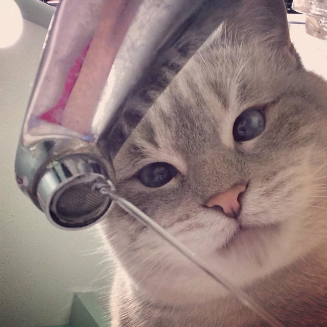 Коты и Кошки