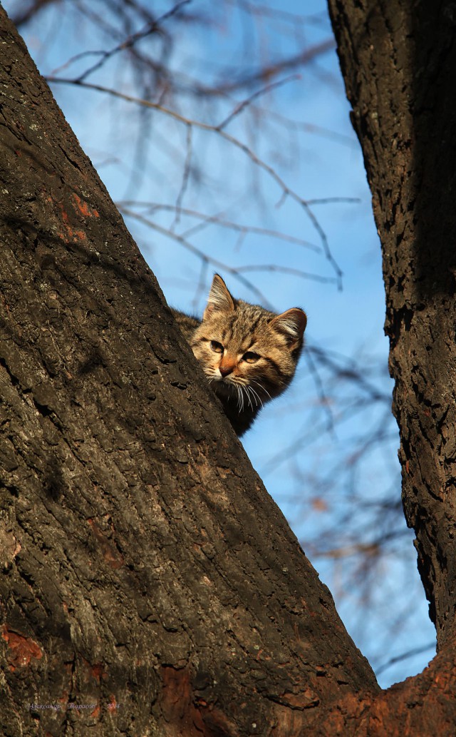 Коты и Кошки