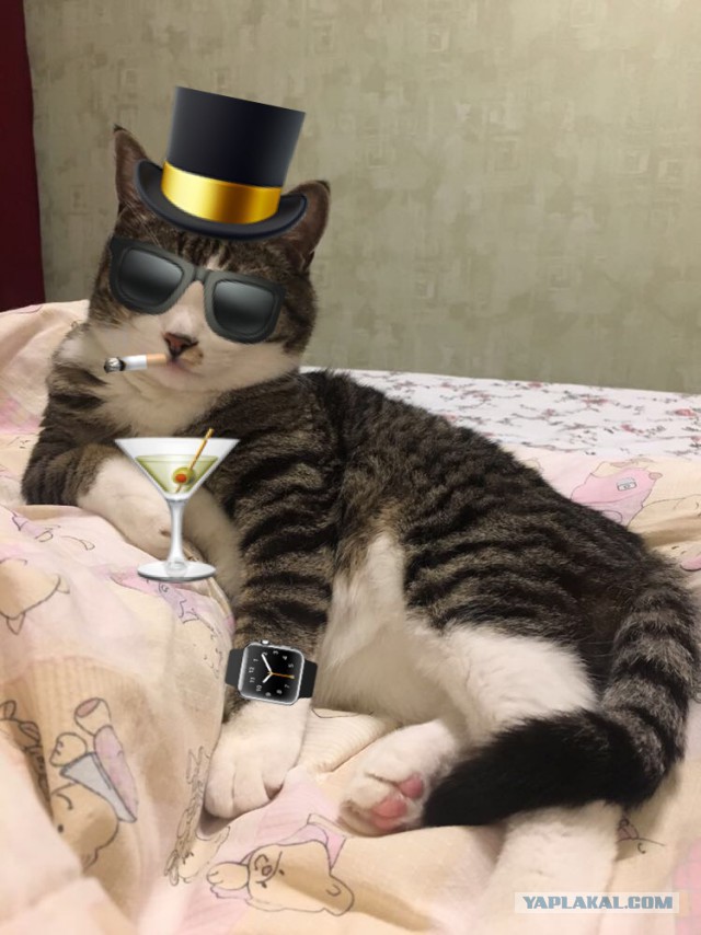 Котовторник  14.11.2017