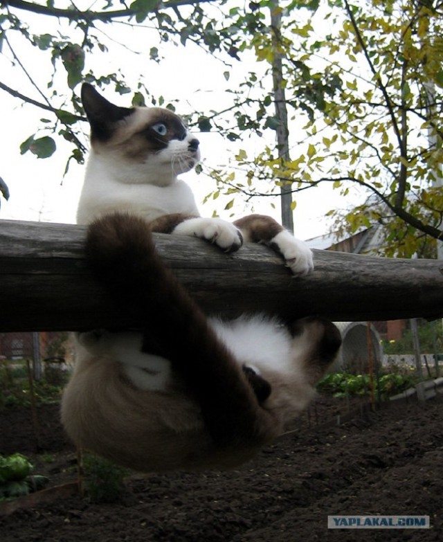 Просто Котовторник