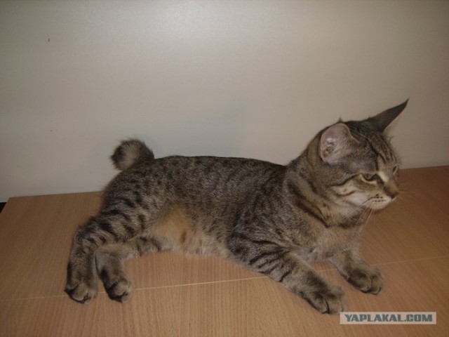 Котовторник 1.02.2011