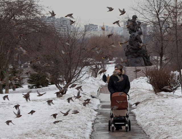 Срочно. Шок. Москву атакуют стаи птиц!