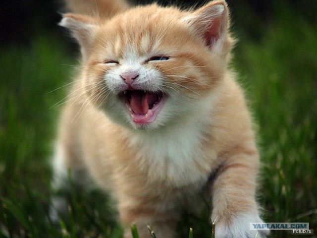 Котейкин вторник! Космический 12.04!