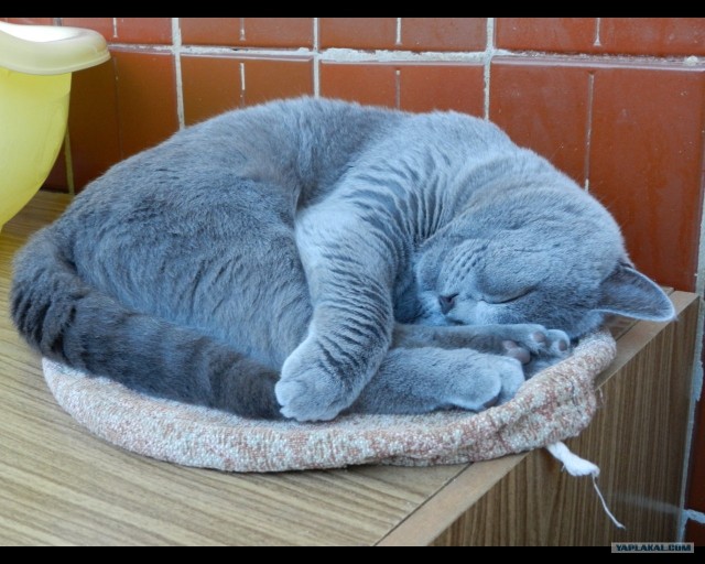 Сонный Котовторник