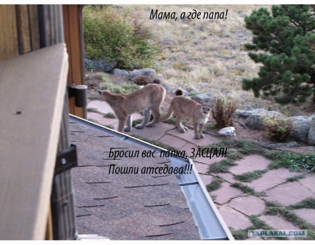 Пума пришла в гости к коту