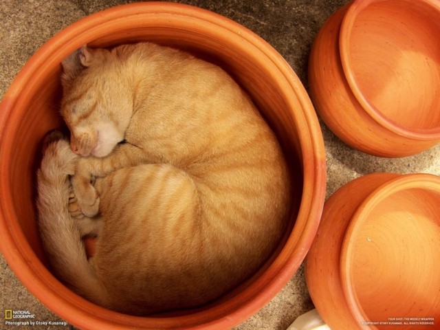 Котовторник 20.12.2011