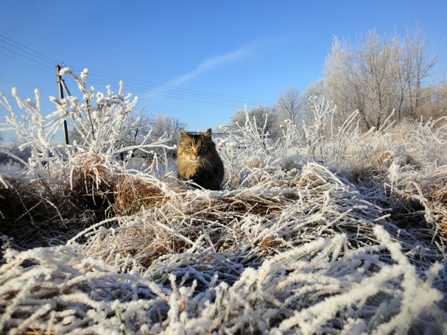 Первый КОТОВТОРНИК 2012