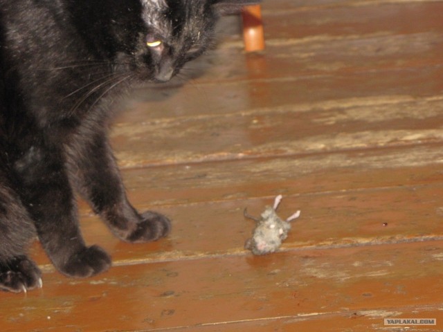 Котовторник (28.02.2012)