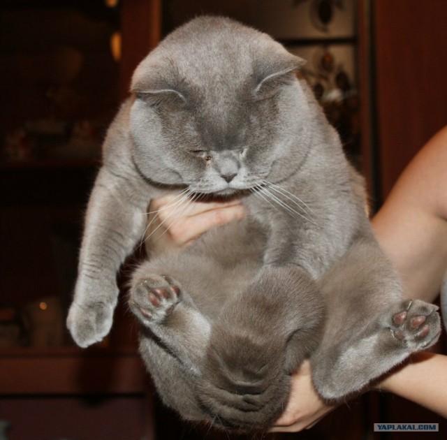 Котовторник 03 07 2012