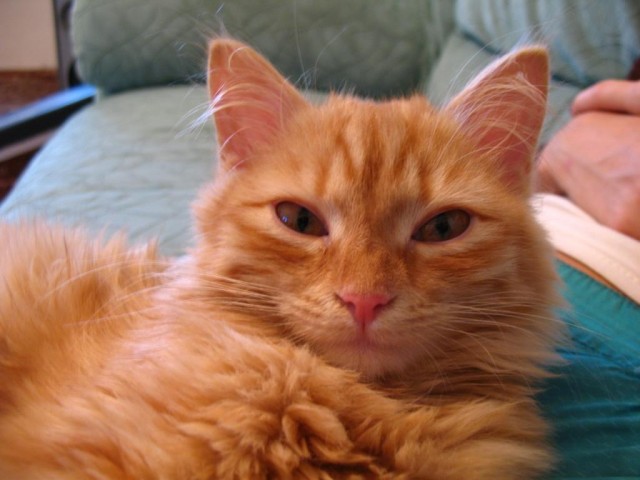 Котовторник ( 23.10. 2012. )