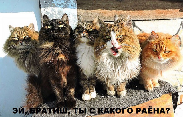 Всё. Меня нет. Я уехал. В Кошляндию