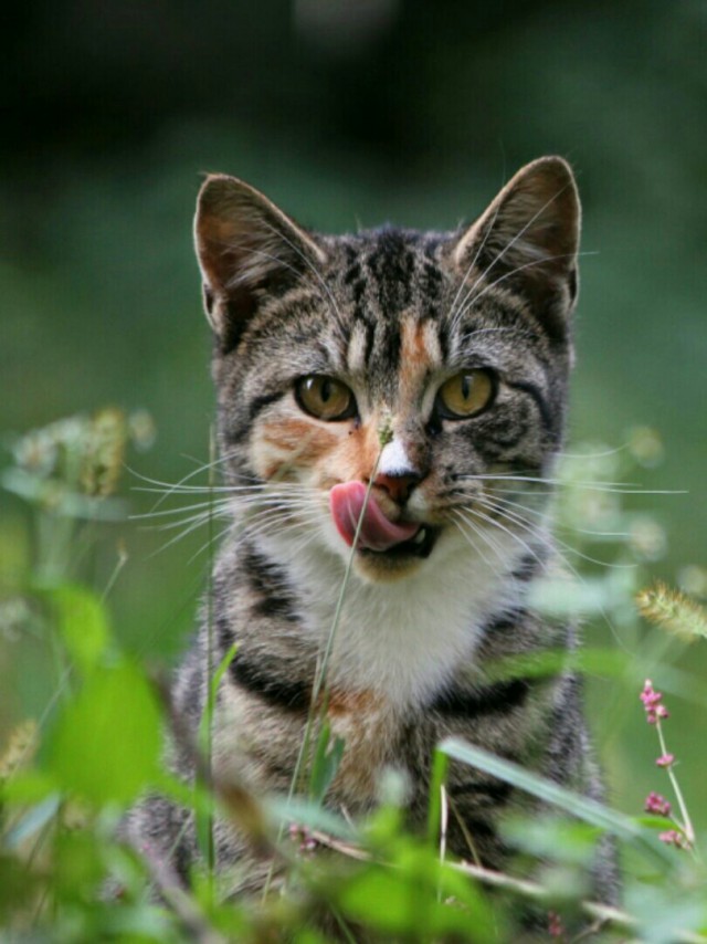 Котовторник однако