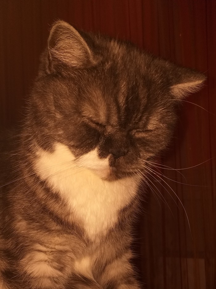 Котовторник от генерала мяу