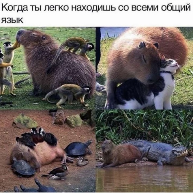 Я не знаю, ребят, тут махач какой то!