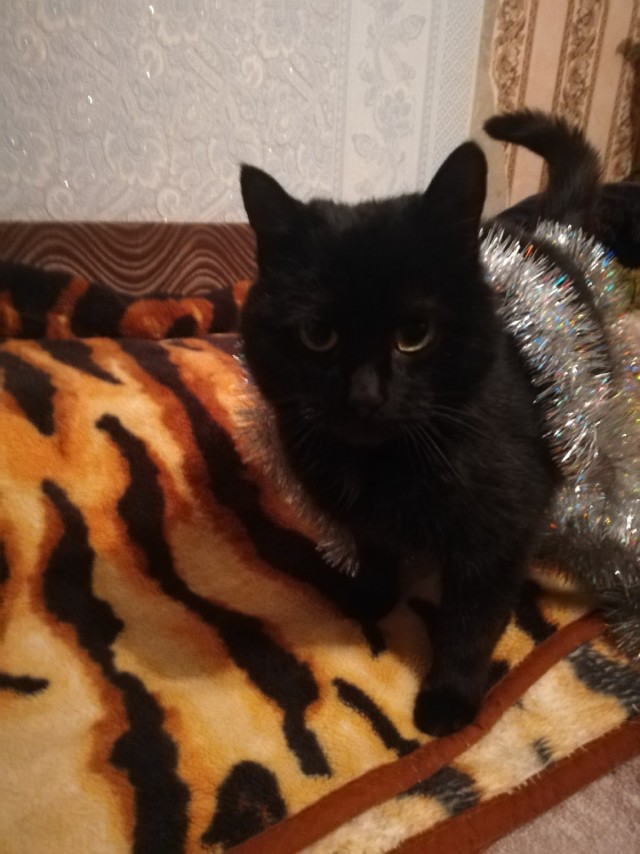 Подборка забавной живности