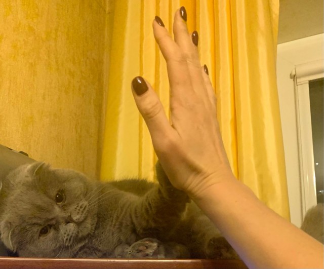 Последний котовторник 2020 года
