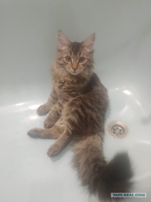Котовторник. Добавляйте своих