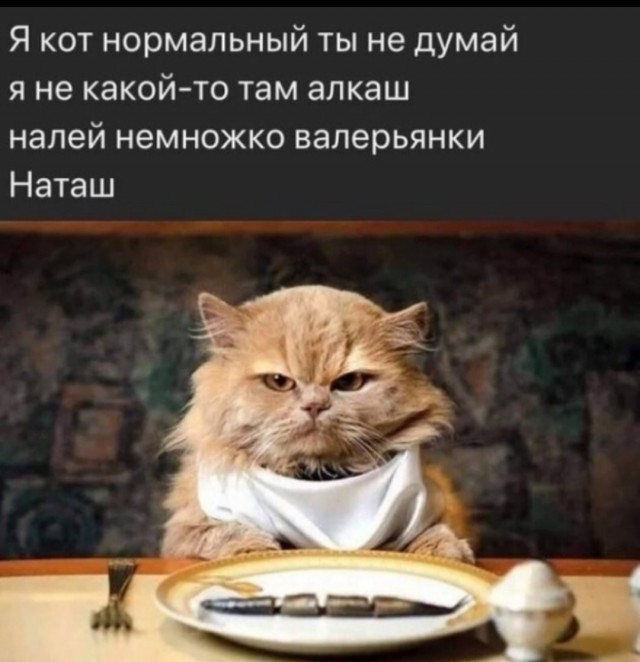 Девушки и котики