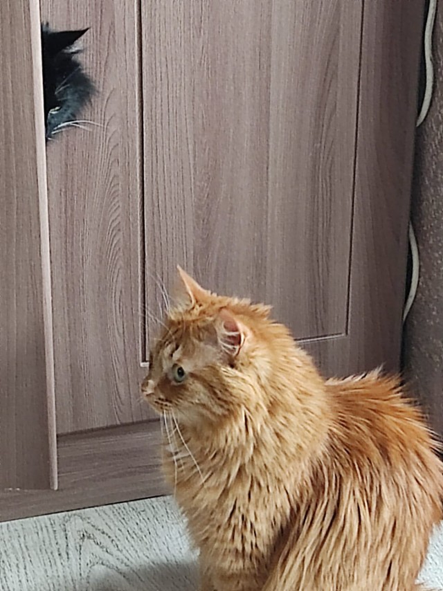 Что-то котовторник никто не начинает...
