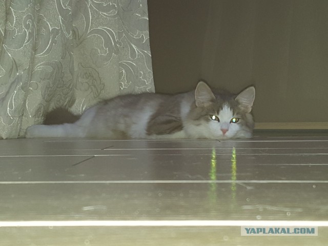 Котовторник. Картинки и буквы 08.02.22