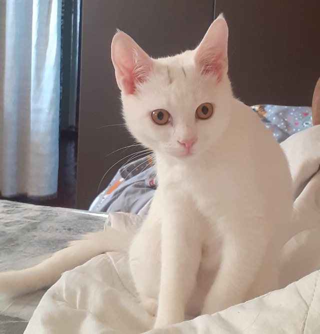 Котовторниковское