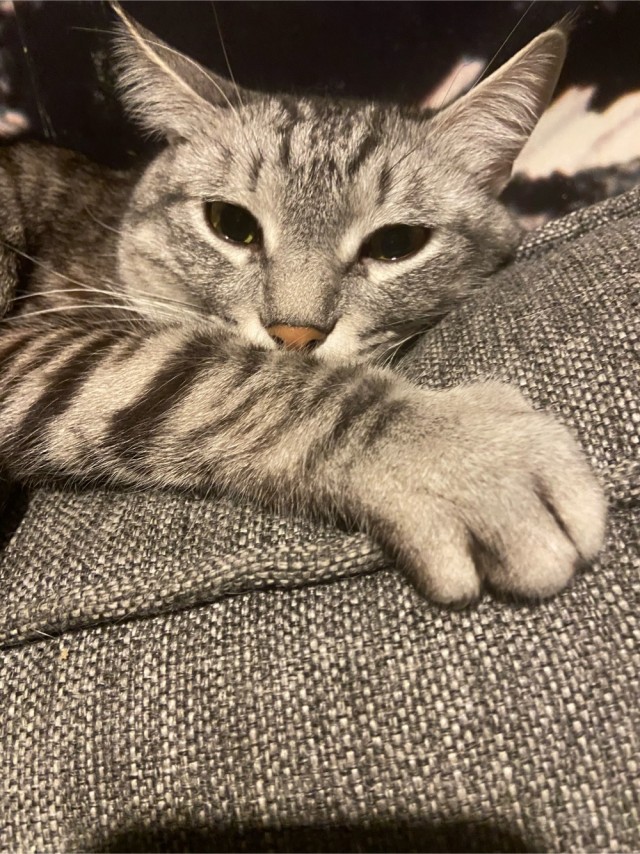 Долой политику, ура котикам!