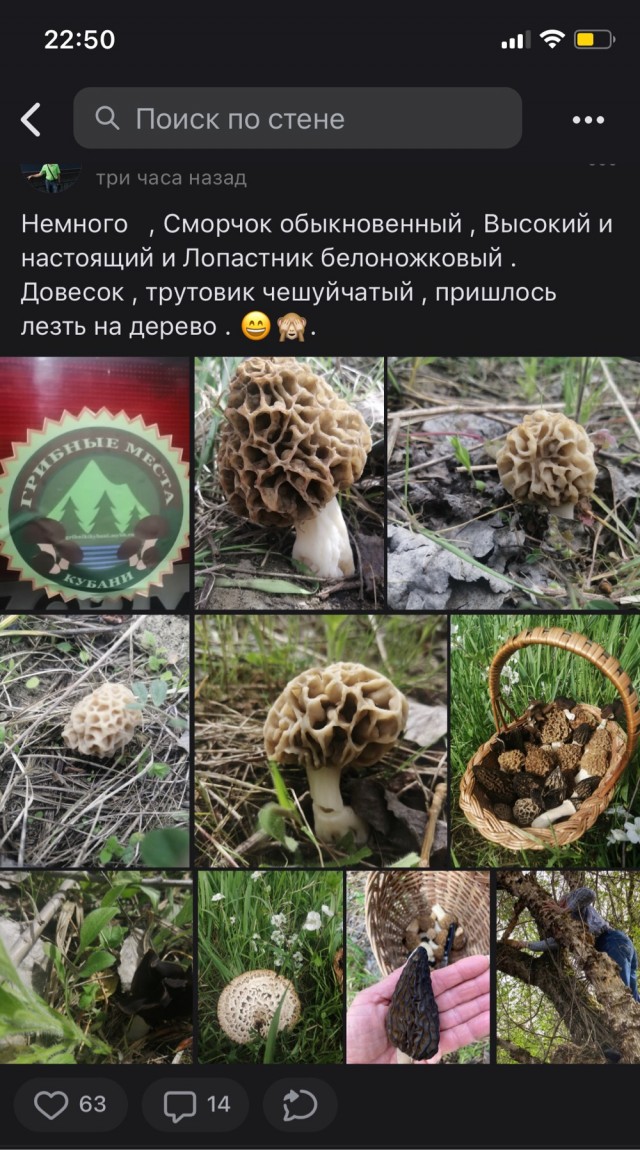 Грибная поляна