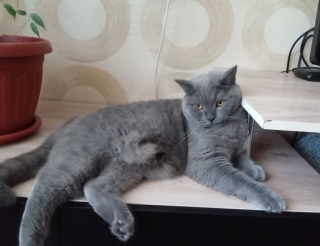 Котовторник 07.06.2022
