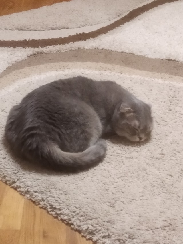 Начну котовторник чуть раньше!