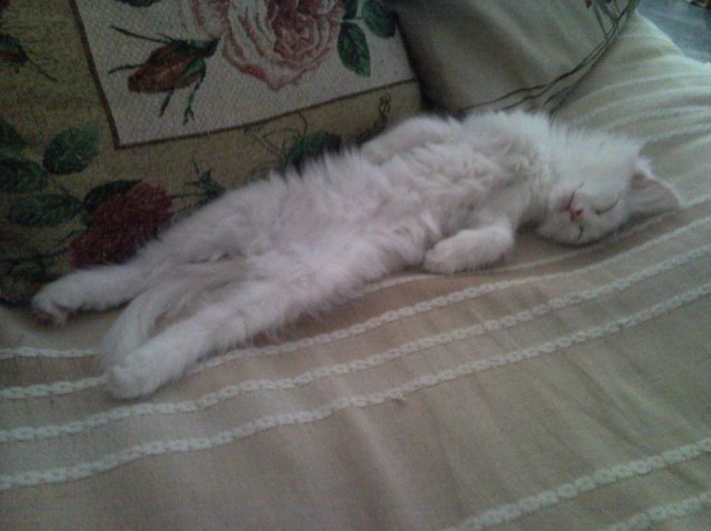 Уличный котей - 1, домашний котей +1