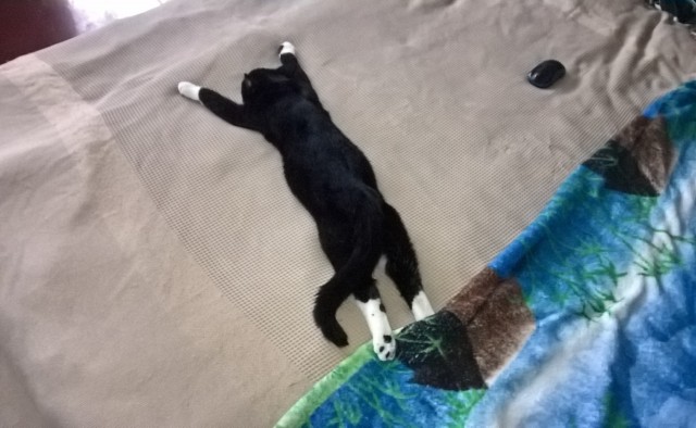 Котячьих потягушечек вам в ленту!