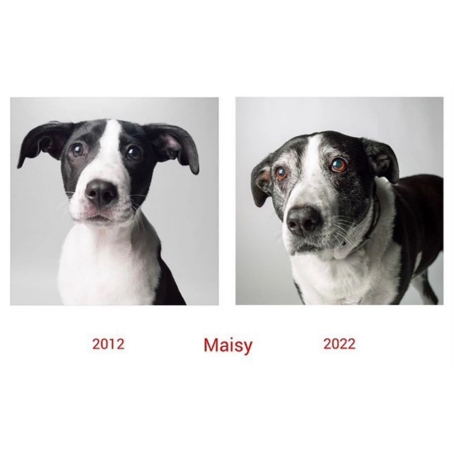 «Собачьи годы»