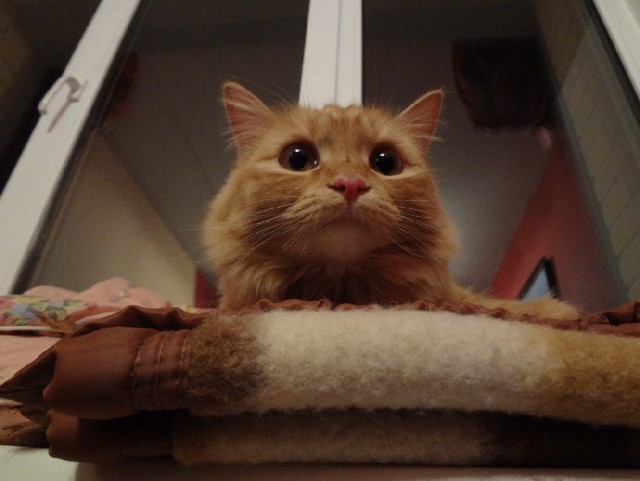 Котовторник 09.04.2013