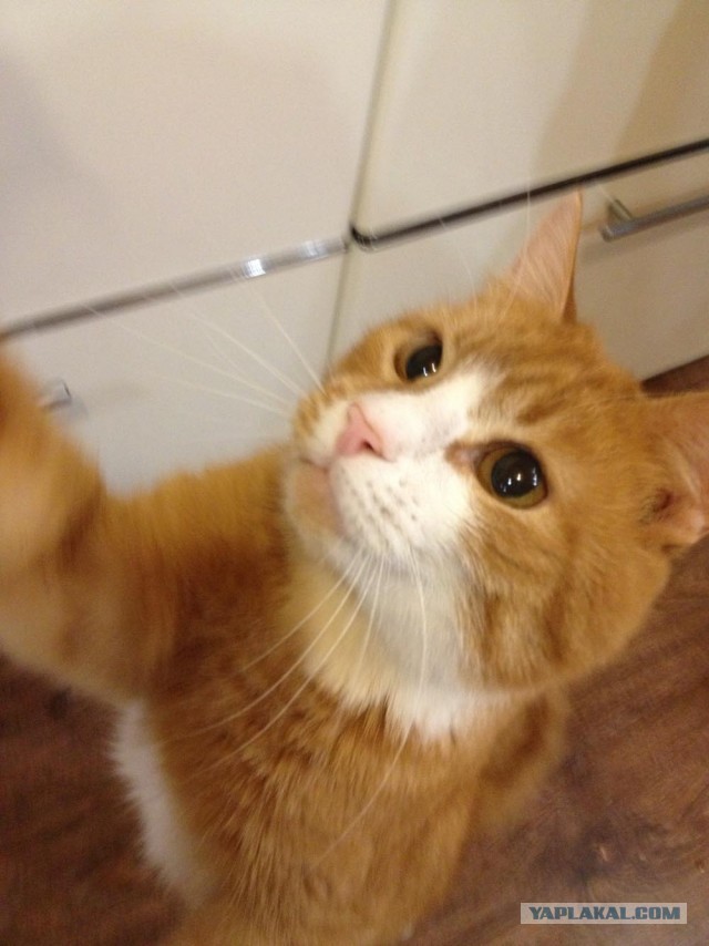 Котовторник 09.04.2013