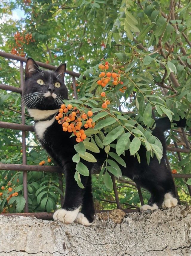 Осенняя кошка