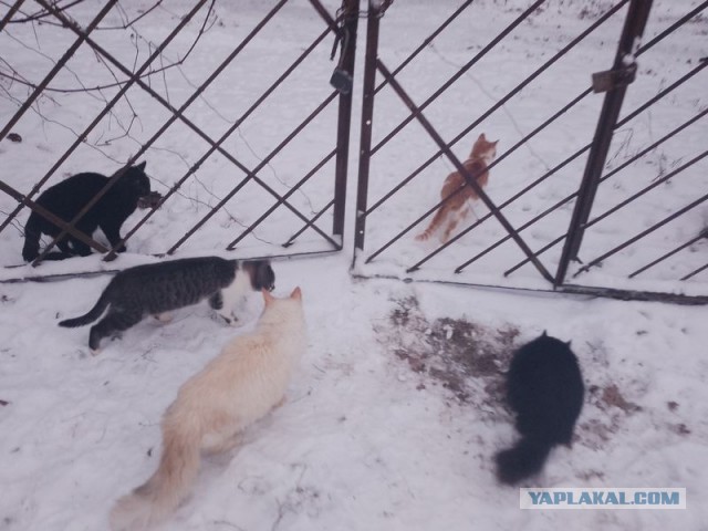 Жизнь домашнего приюта для котеек 473